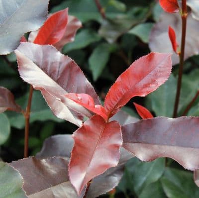 Photinia x fraseri Red Select 3 Litre