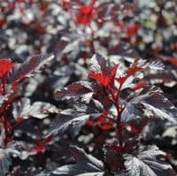 Physocarpus opulifolius All Black x 3 Litre