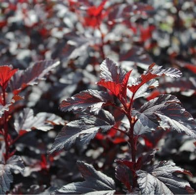 Physocarpus opulifolius All Black x 3 Litre