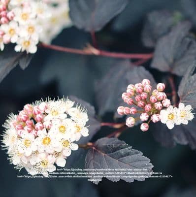 Physocarpus opulifolius Diabolo 3 Litre