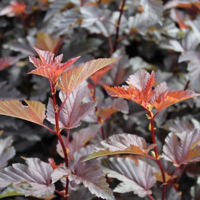 Physocarpus opulifolius Lady in Red 3 Litre
