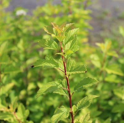 Physocarpus opulifolius Tiny Wine Gold x 3 Litre