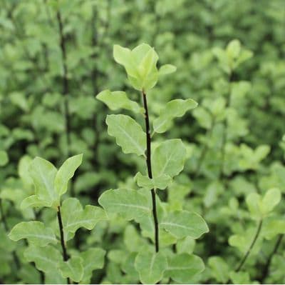 Pittosporum tenuifolium 3 Litre