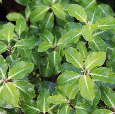 Pittosporum tenuifolium Abbotsbury Gold 3 Litre