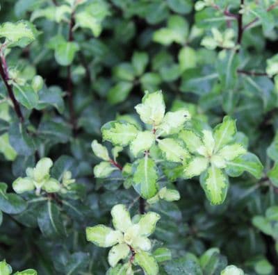 Pittosporum tenuifolium Coxhill Gold 3 Litre