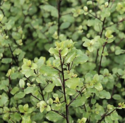 Pittosporum tenuifolium Cratus 3 Litre