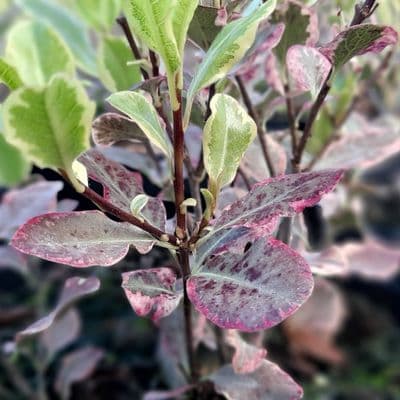 Pittosporum tenuifolium Elizabeth 3 Litre