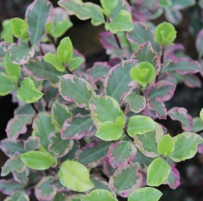 Pittosporum tenuifolium Garnettii x 3 Litre
