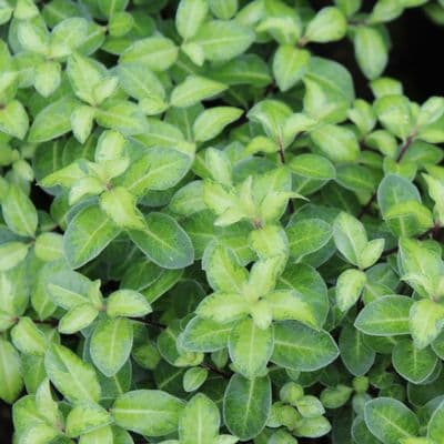 Pittosporum tenuifolium Golden Ball 3 Litre