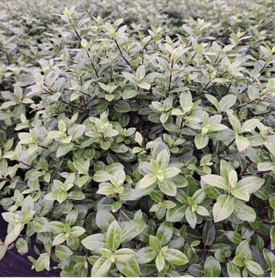 Pittosporum tenuifolium Golf Ball 3 Litre