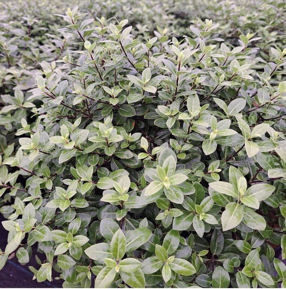 Pittosporum tenuifolium Golf Ball 3 Litre
