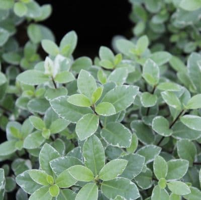 Pittosporum tenuifolium Silver Ball 3 Litre