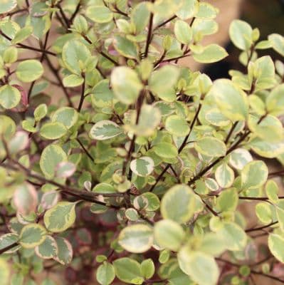 Pittosporum tenuifolium Silver Magic 3 Litre