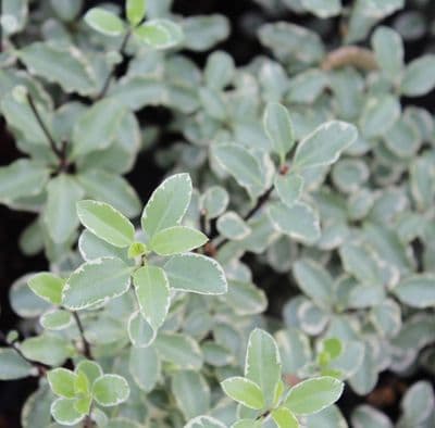 Pittosporum tenuifolium Silver Queen 3 litre