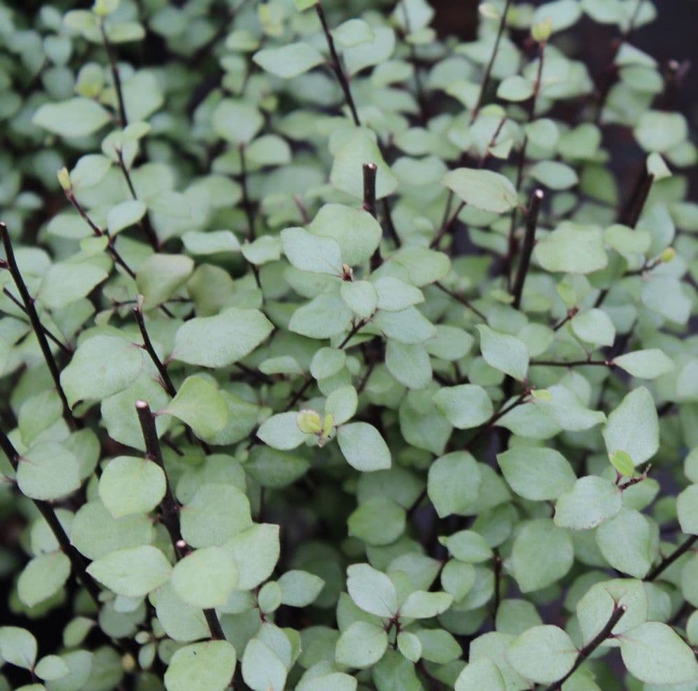 Pittosporum tenuifolium Silver Sheen 3 Litre