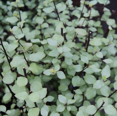 Pittosporum tenuifolium Silver Sheen 3 Litre