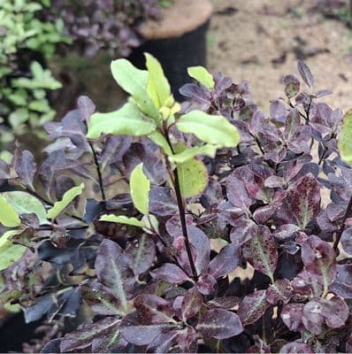 Pittosporum tenuifolium Tom Thumb 3 Litre