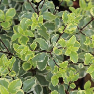 Pittosporum tenuifolium Variegatum 3 Litre