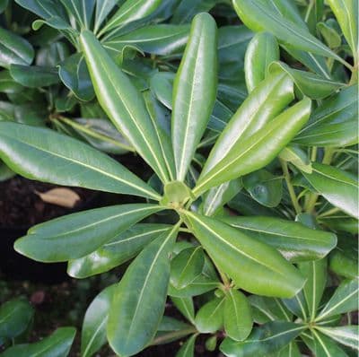 Pittosporum Tobira 3 Litre