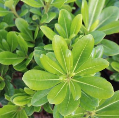 Pittosporum tobira Nanum 3 Litre