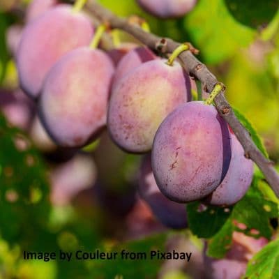 Plums Victoria 12 Litre (5ft Tall)