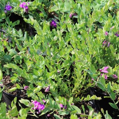 Polygala Dalmaisiana x 3 Litre