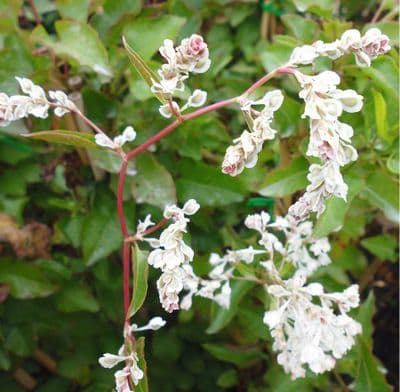 Polygonum baldschuanicum x 3 Litre