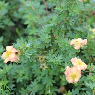 Potentilla Bella Apple 3 Litre