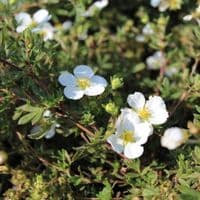 Potentilla fruticosa Abbotswood 3 Litre