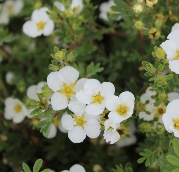 Potentilla fruticosa Abbotswood 3 Litre