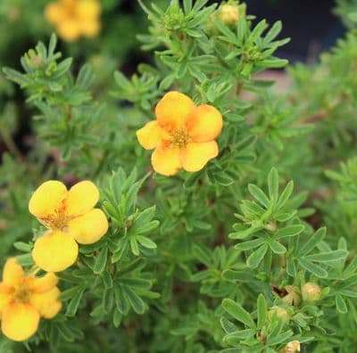 Potentilla fruticosa Bella Sol x 3 Litre
