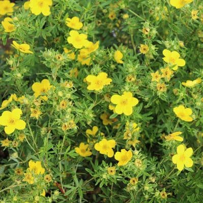 Potentilla fruticosa Goldfinger x 3 Litre