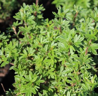 Potentilla fruticosa Grace Darling  3 Litre