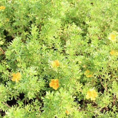 Potentilla fruticosa Hopleys Orange x  3 Litre