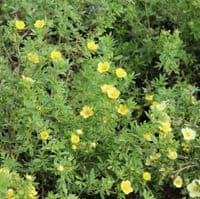 Potentilla fruticosa Katherine Dykes 3 Litre