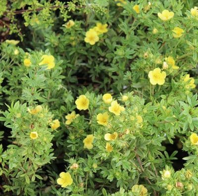 Potentilla fruticosa Katherine Dykes 3 Litre