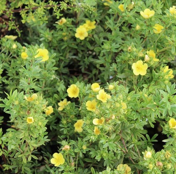 Potentilla fruticosa Katherine Dykes 3 Litre