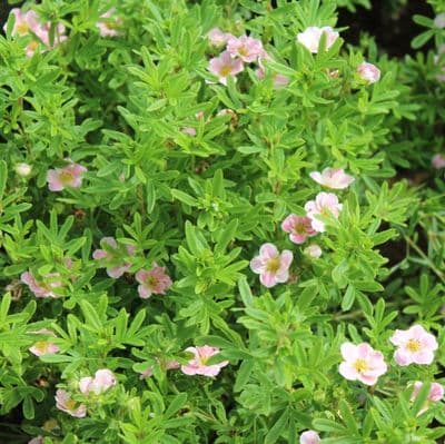 Potentilla fruticosa Lovely Pink 3 Litre
