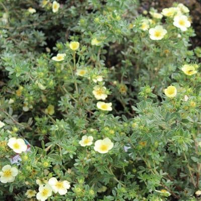Potentilla fruticosa Primrose Beauty 3 Litre