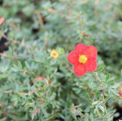 Potentilla fruticosa Red Robin 3 Litre