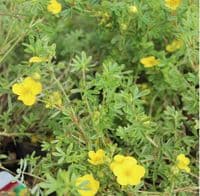 Potentilla fruticosa Tangerine 3 Litre
