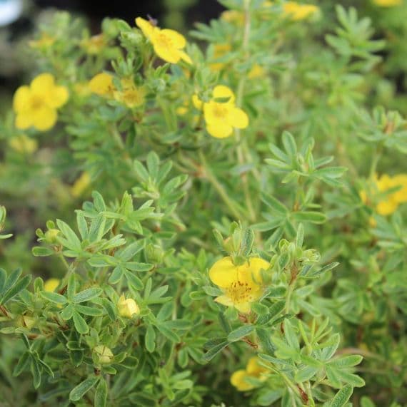 Potentilla fruticosa Tangerine 3 Litre