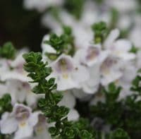 Prostanthera cuneata 2 Litre