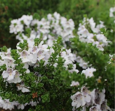 Prostanthera cuneata 2 Litre