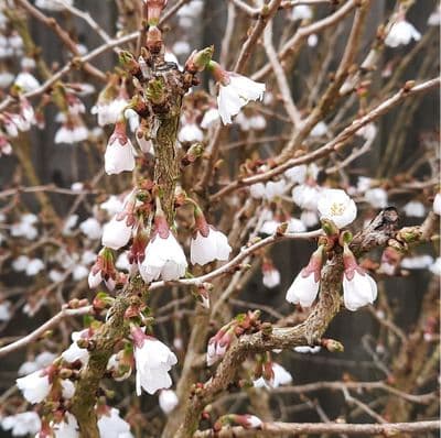 Prunus incisa Kojo-no-mai 3 Litre