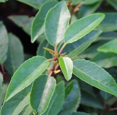 Prunus lusitanica Angustifolia 3 Litre