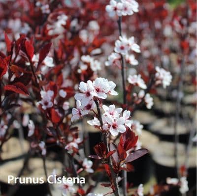 Prunus x cistena 3 Litre