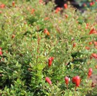 Punica Nana Gracilissima 3 Litre