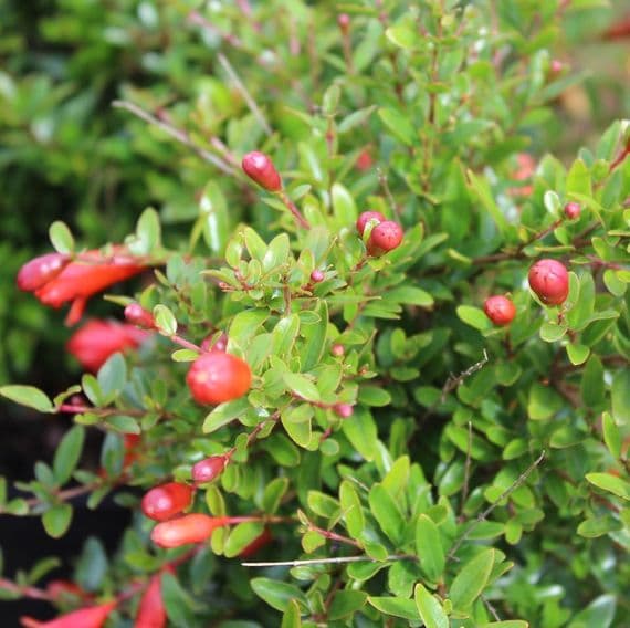 Punica Nana Gracilissima 3 Litre