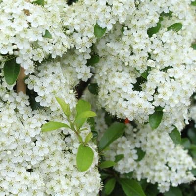 Pyracantha Saphyr Orange 3 Litre